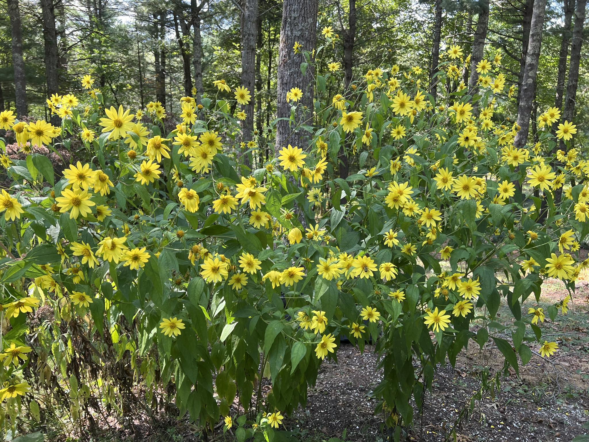 /annies/storagemedia/1/store/5/images/perennial sunflower_638619982169583854.jpg